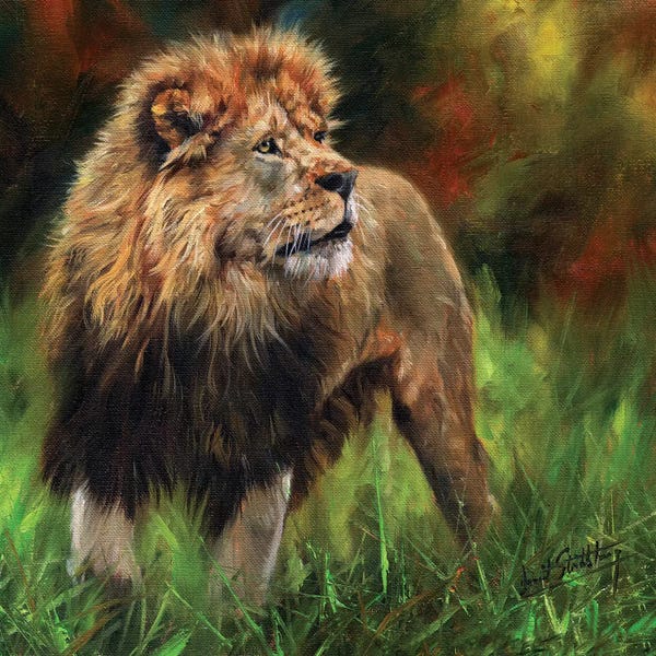 Lions: Lion Full Length by David Stribbling