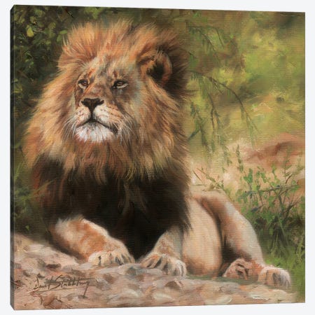 Lion Laying Down Canvas Print #STG68} by David Stribbling Canvas Wall Art