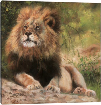 Lion Laying Down Canvas Art Print - David Stribbling