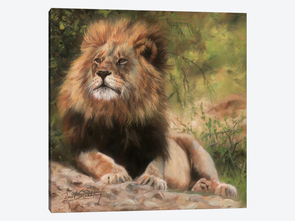Lion Laying Down by David Stribbling 1-piece Canvas Print
