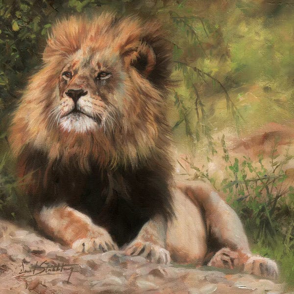 Lions: Lion Laying Down by David Stribbling
