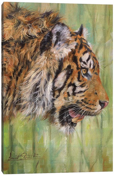 Amur Tiger Profile Canvas Art Print - Tiger Art