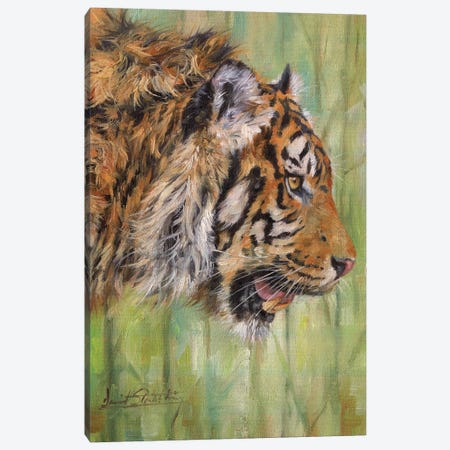 Amur Tiger Profile Canvas Print #STG6} by David Stribbling Canvas Wall Art