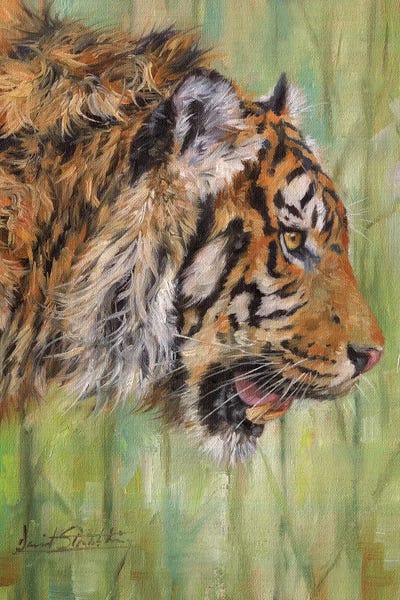 David Stribbling: Amur Tiger Profile by David Stribbling