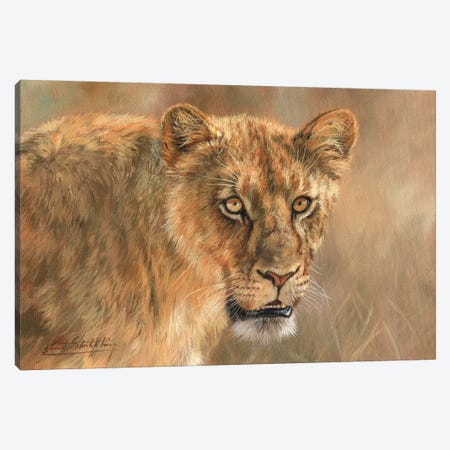 Lioness Canvas Print #STG70} by David Stribbling Art Print