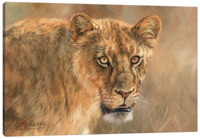 Lioness Canvas Art Print - Photorealism Art