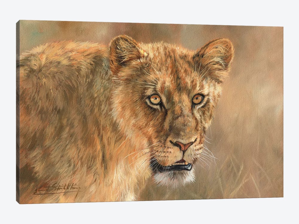 Lioness by David Stribbling 1-piece Canvas Wall Art
