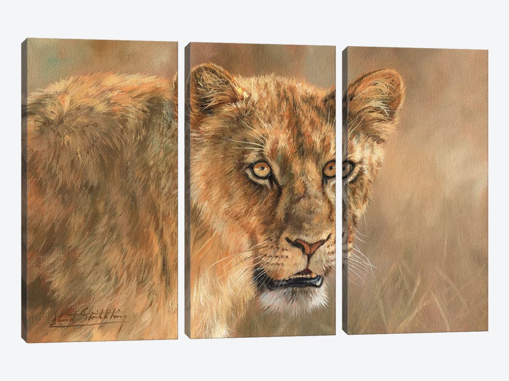 Lioness by David Stribbling 3-piece Canvas Wall Art