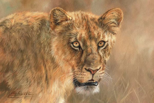 David Stribbling: Lioness by David Stribbling