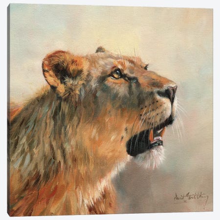 Lioness Portrait II Canvas Print #STG71} by David Stribbling Art Print