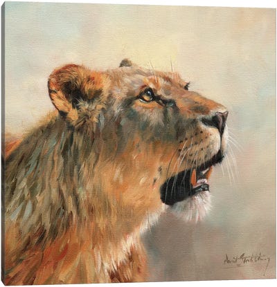 Lioness Portrait II Canvas Art Print - David Stribbling