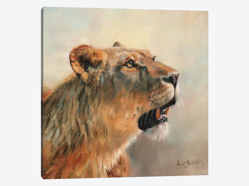 Lioness Portrait II by David Stribbling 1-piece Canvas Print