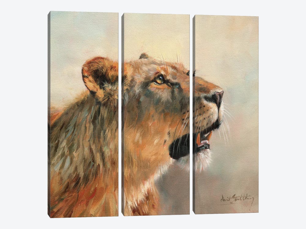 Lioness Portrait II by David Stribbling 3-piece Canvas Print