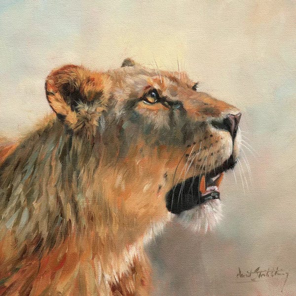 Lions: Lioness Portrait II by David Stribbling