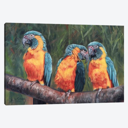 Macaws Canvas Print #STG72} by David Stribbling Art Print