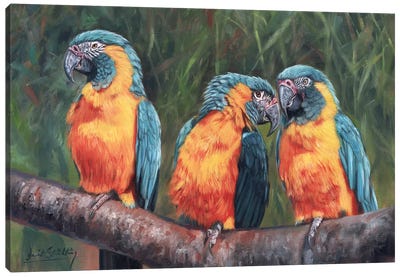 Macaws Canvas Art Print - Macaw Art