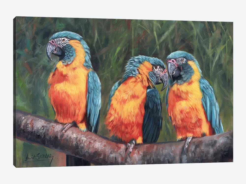Macaws by David Stribbling 1-piece Canvas Artwork