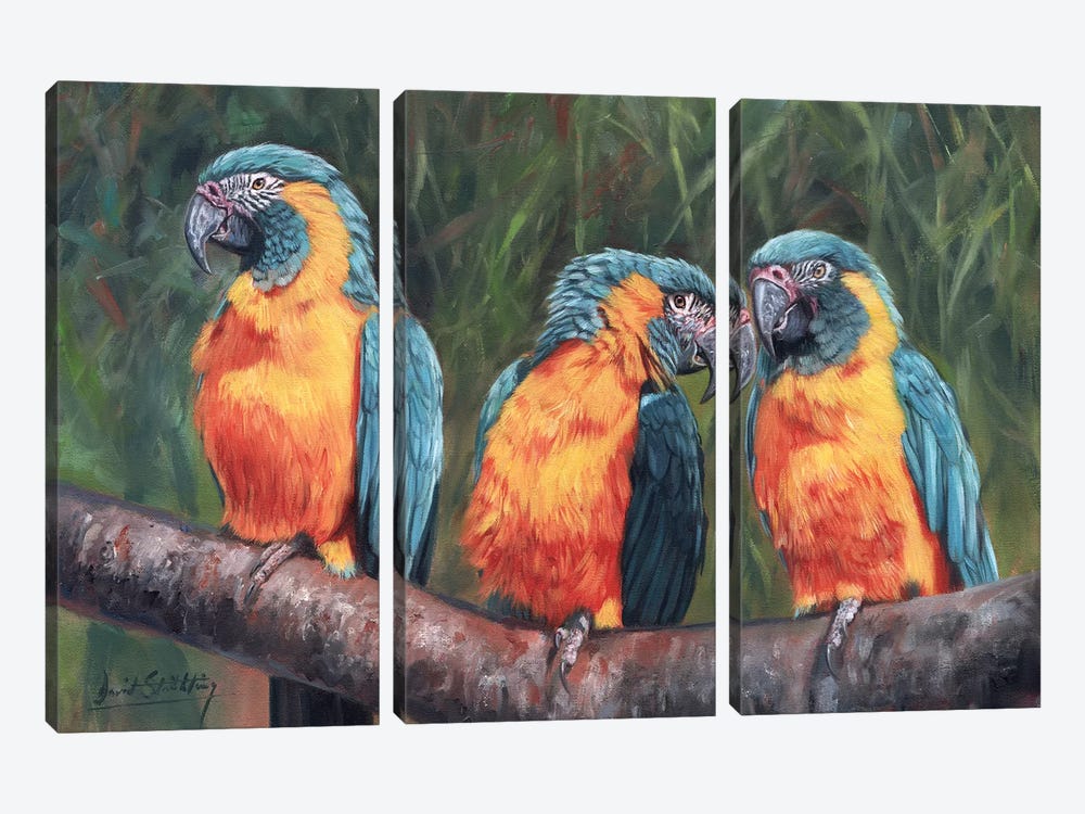 Macaws by David Stribbling 3-piece Canvas Art