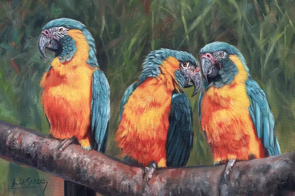 David Stribbling: Macaws by David Stribbling
