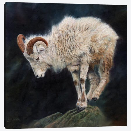 Mountain Goat II Canvas Print #STG74} by David Stribbling Canvas Wall Art