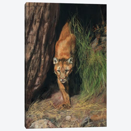 Mountain Lion I Canvas Print #STG75} by David Stribbling Canvas Wall Art