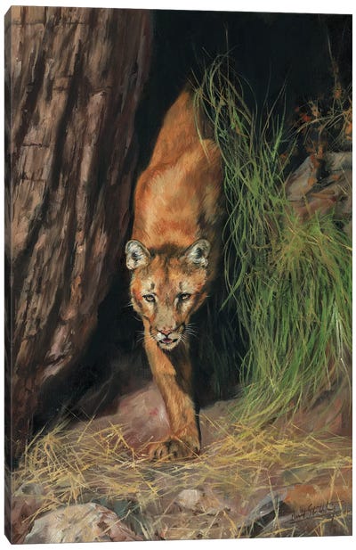 Mountain Lion I Canvas Art Print - David Stribbling