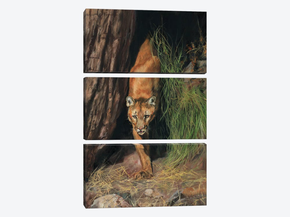 Mountain Lion I by David Stribbling 3-piece Canvas Print