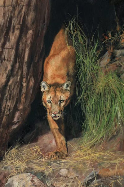David Stribbling: Mountain Lion I by David Stribbling