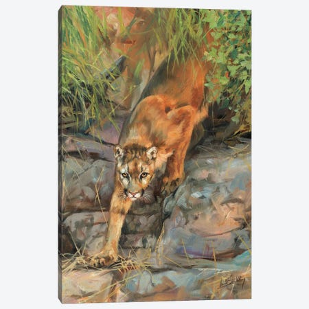 Mountain Lion II Canvas Print #STG76} by David Stribbling Canvas Artwork
