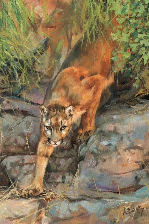 Mountain Lion II