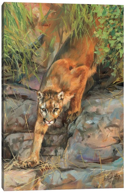Mountain Lion II Canvas Art Print - David Stribbling