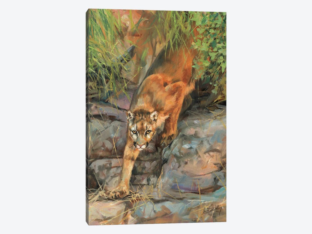 Mountain Lion II by David Stribbling 1-piece Canvas Wall Art