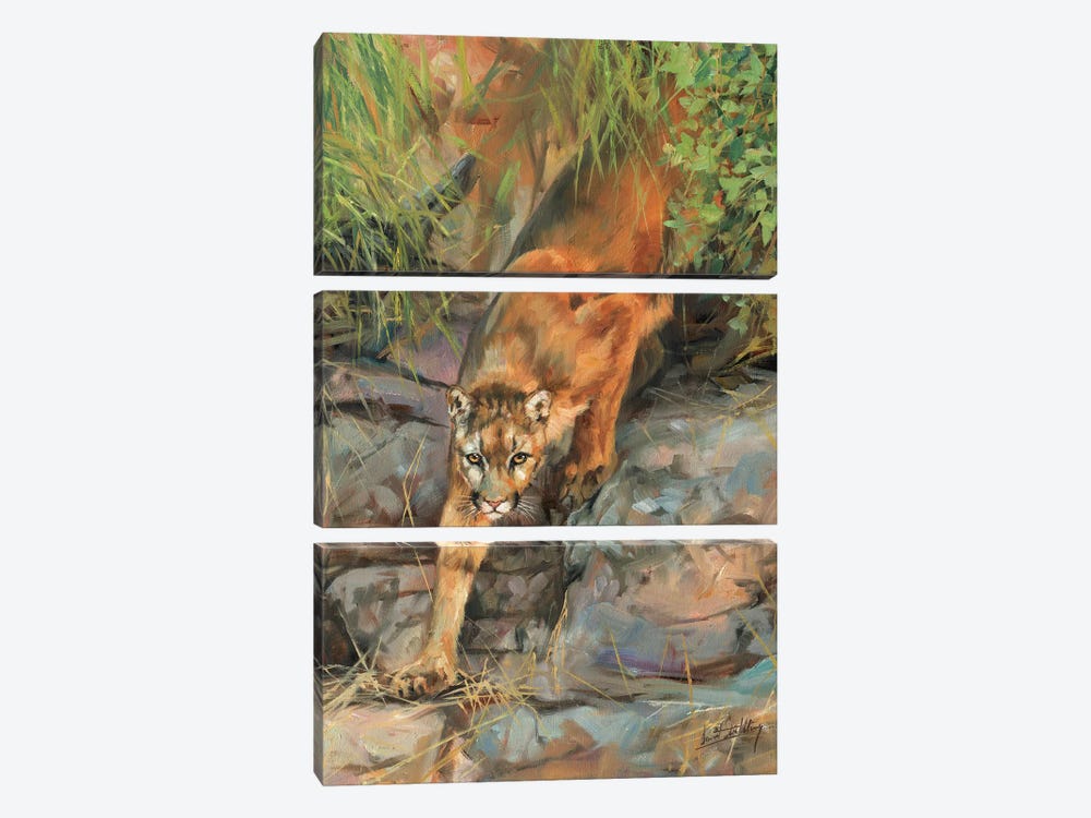 Mountain Lion II by David Stribbling 3-piece Canvas Art
