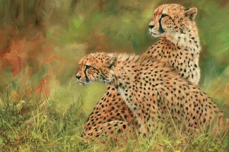 Pair Of Cheetahs