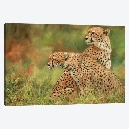 Pair Of Cheetahs Canvas Print #STG77} by David Stribbling Canvas Artwork