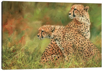 Pair Of Cheetahs Canvas Art Print - David Stribbling