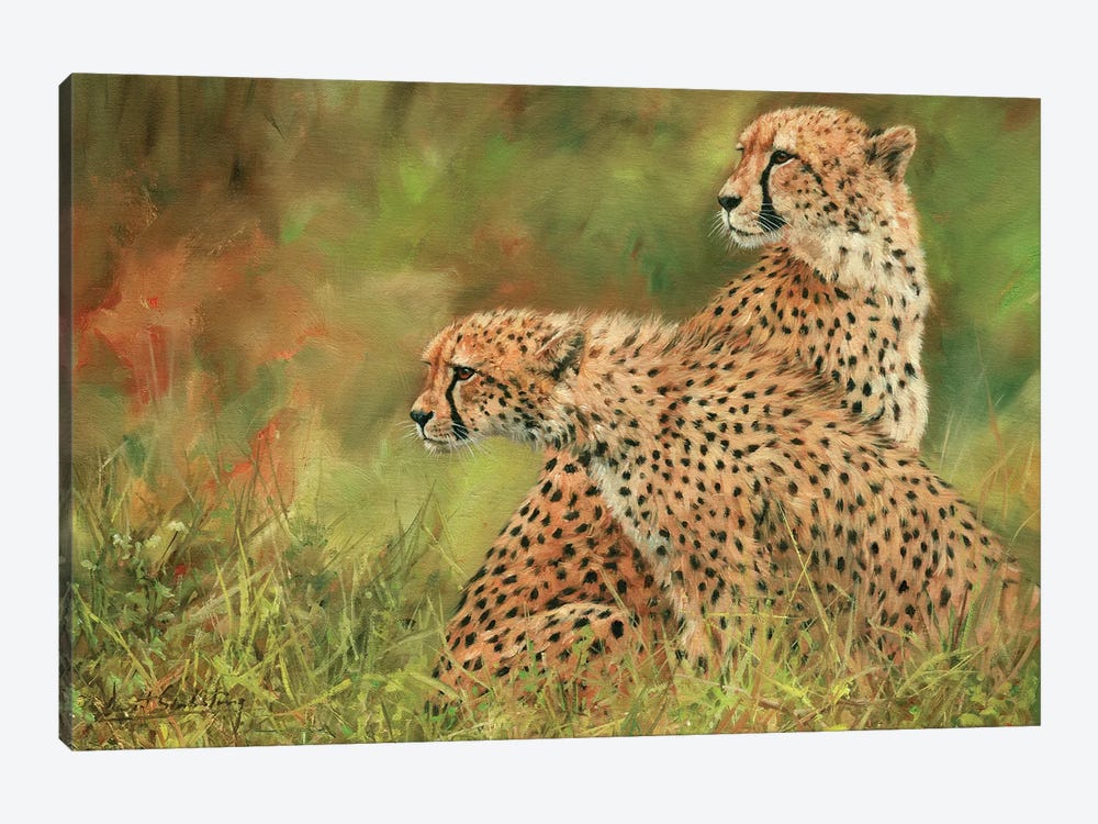 Pair Of Cheetahs by David Stribbling 1-piece Canvas Print