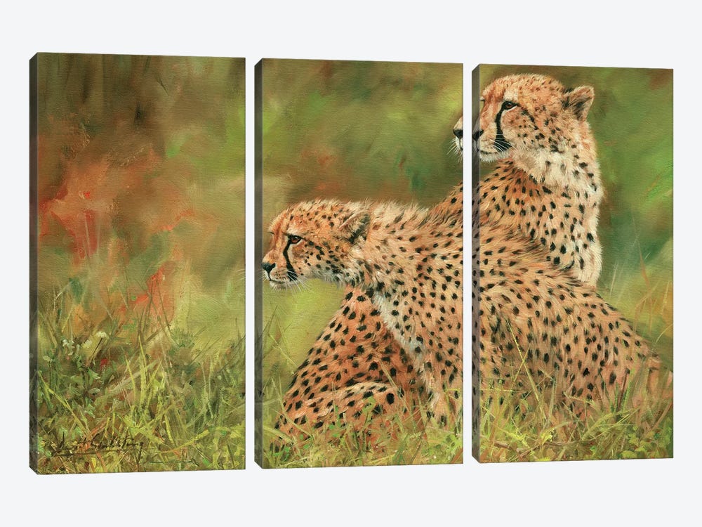 Pair Of Cheetahs by David Stribbling 3-piece Art Print
