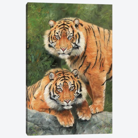 Pair Of Sumatran Tigers Canvas Print #STG78} by David Stribbling Art Print