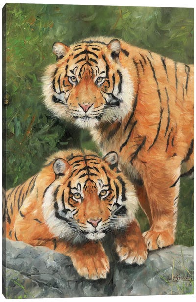 Pair Of Sumatran Tigers Canvas Art Print - David Stribbling