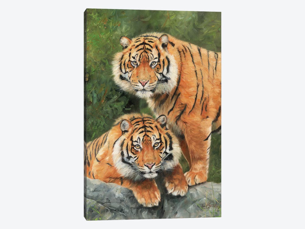 Pair Of Sumatran Tigers by David Stribbling 1-piece Canvas Artwork