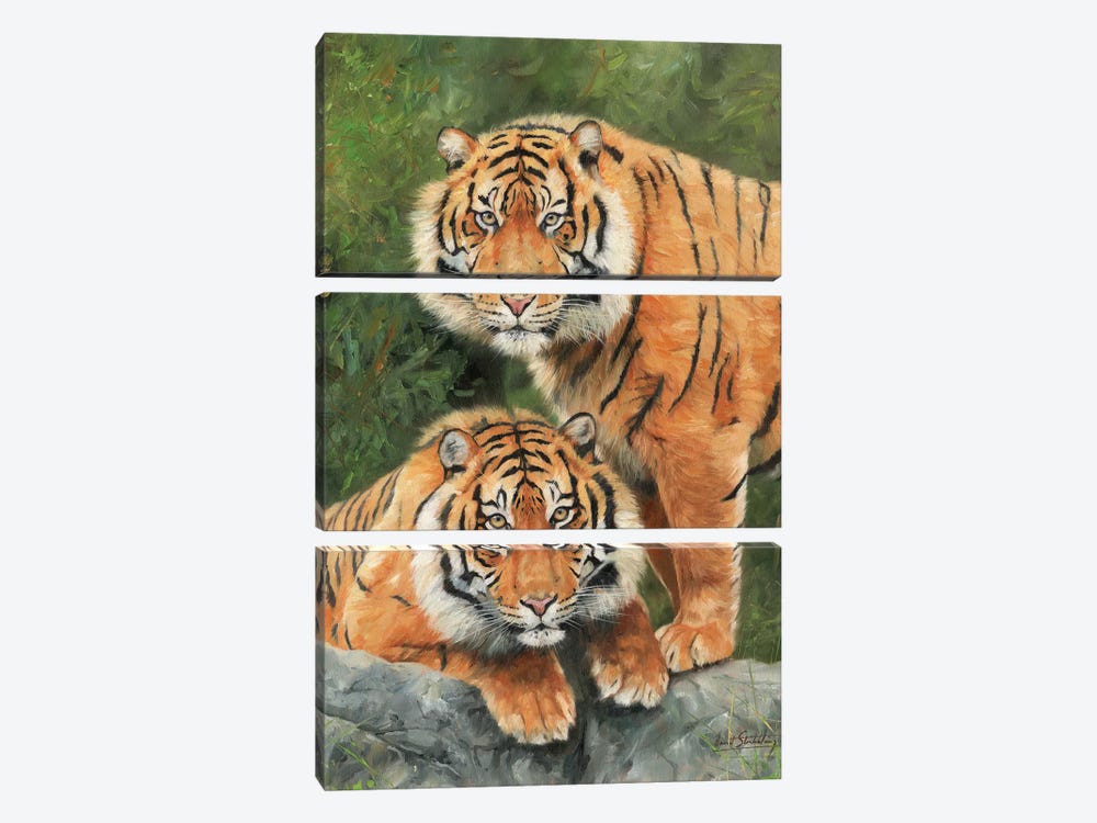 Pair Of Sumatran Tigers by David Stribbling 3-piece Canvas Wall Art