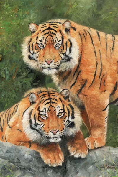 Tigers: Pair Of Sumatran Tigers by David Stribbling