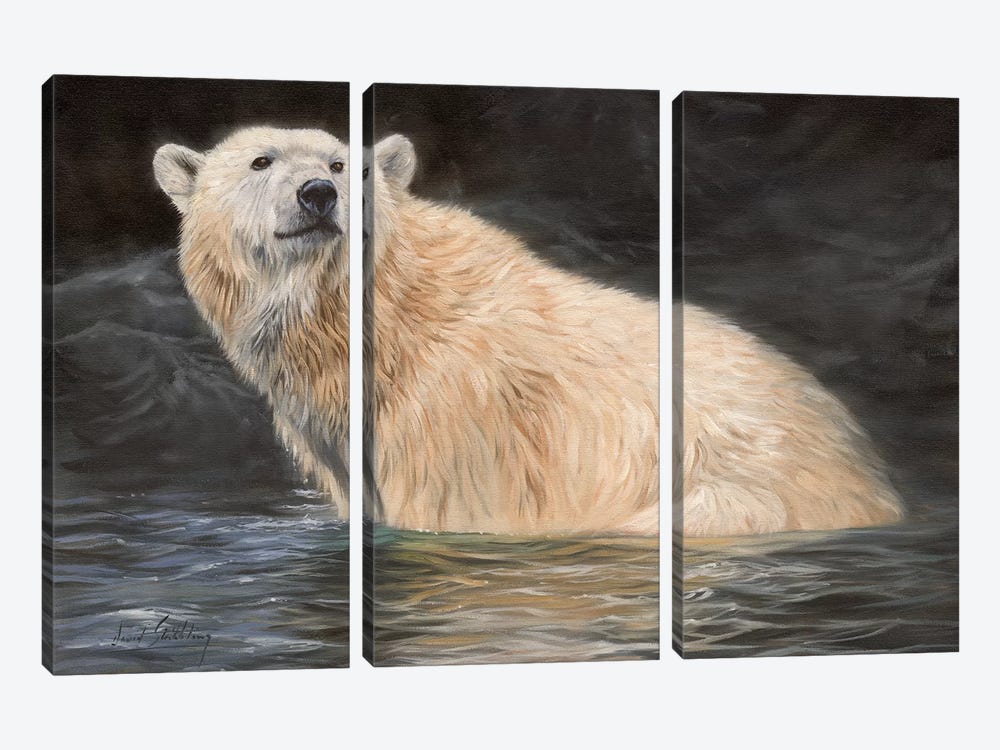 Polar Bear by David Stribbling 3-piece Canvas Print
