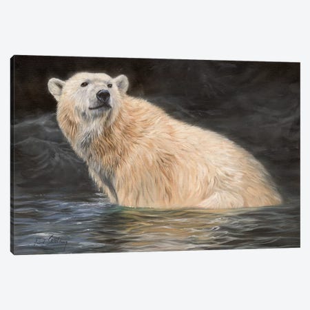 Polar Bear Canvas Print #STG79} by David Stribbling Art Print
