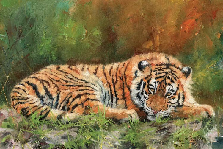 Amur Tiger Repose