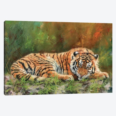 Amur Tiger Repose Canvas Print #STG7} by David Stribbling Canvas Wall Art