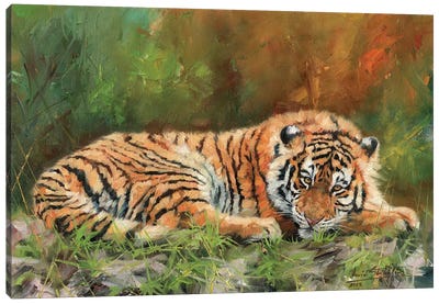 Amur Tiger Repose Canvas Art Print - David Stribbling