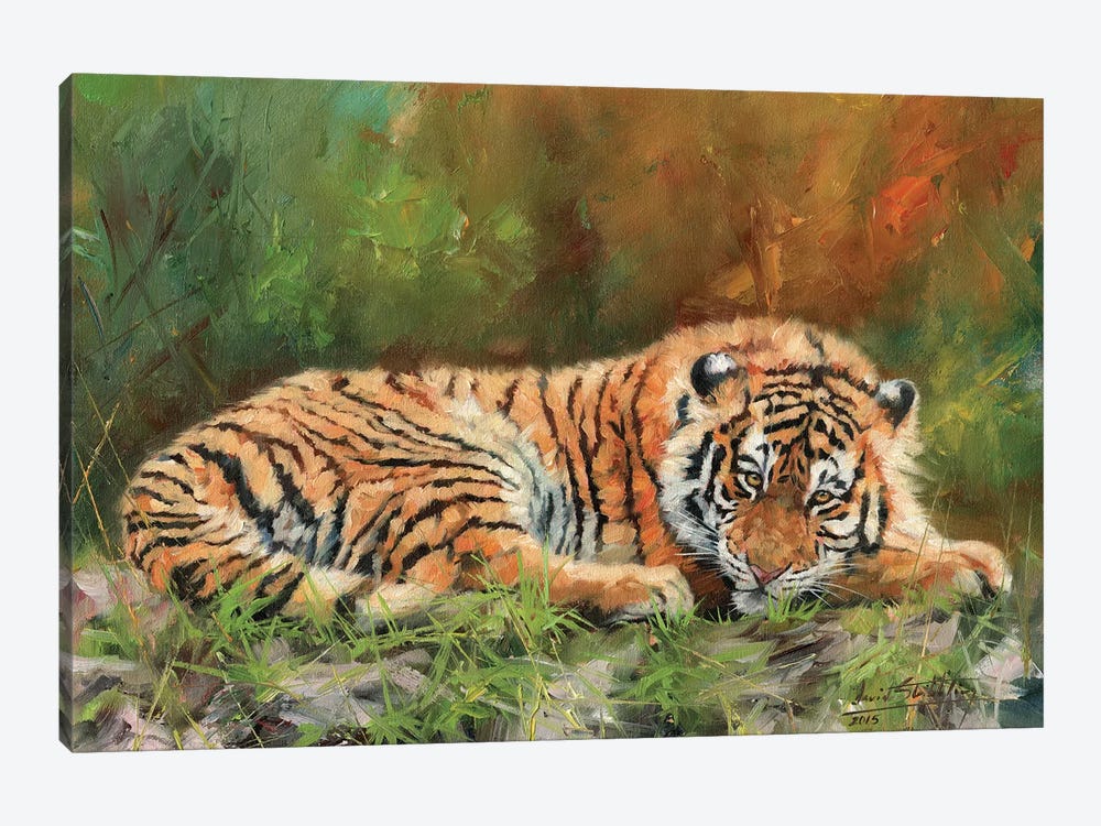 Amur Tiger Repose by David Stribbling 1-piece Art Print