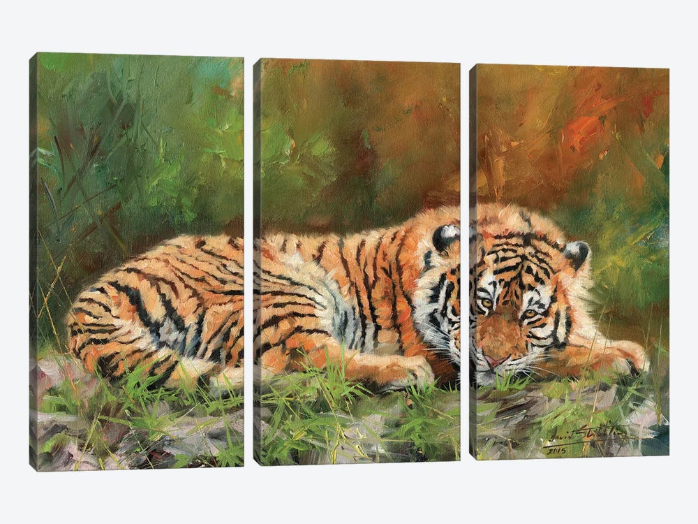 Amur Tiger Repose by David Stribbling 3-piece Canvas Art Print
